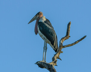 Marabou Stork in Kruger national park