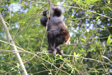 Baby monkey
