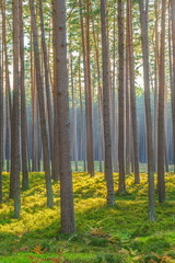 Morning in the pine forest. Pinewood in morning. Pine trees in forest. Pine forest scene in Germany