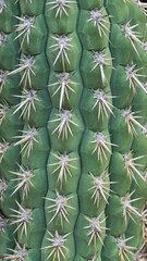 Cactus Texture 