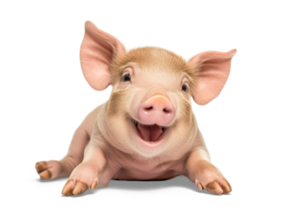 young funny pig isolated on white transparent background, png