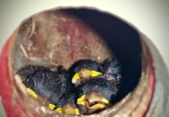 Baby birds nesting