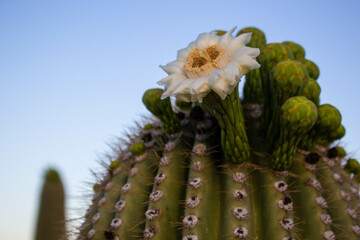 Saguaro National Park, Tucson Arizona, Cactus, Flower, Desert, Landscape