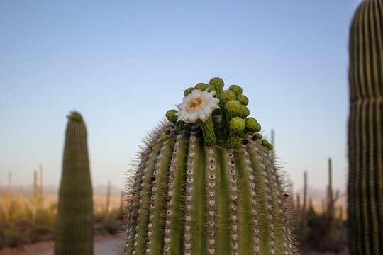 Saguaro National Park, Tucson Arizona, Cactus, Flower, Desert, Landscape