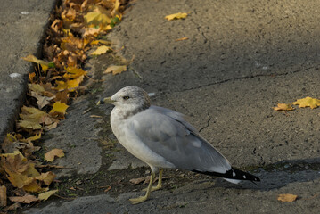 The Calm Larus is watching