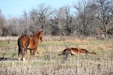 Two Horses in the Pasture