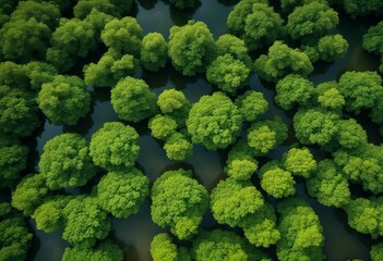 Aerial top view of mangrove forest Drone view of dense green mangrove trees captures CO2 Green trees