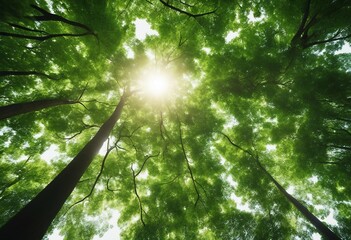 Bottom view of tree with green leaves in tropical forest with sun light Fresh environment in park Gr