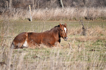 Brown Horse Resting
