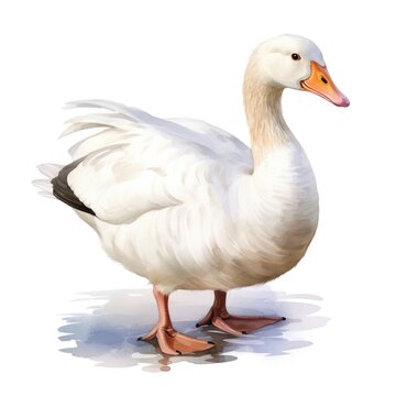 Watercolor-Style white goose with White Background