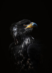 Portrait Of A Juvenile Bald Eagle ( Haliaeetus leucocephalus )