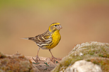 Male European Serin (Serinus serinus) standing on wood.