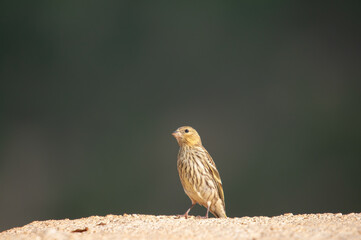 European Serin (Serinus serinus) standing on concrete floor.