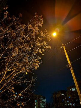 tree and lantern at night 