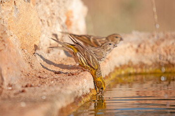 European Serin (Serinus serinus) drinking from the fountain.