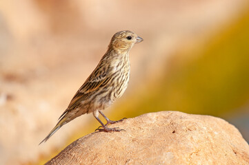 European Serin (Serinus serinus) standing on concrete floor.