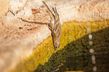 European Serin (Serinus serinus) drinking from the fountain.