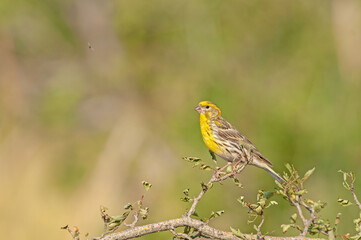 Male European Serin (Serinus serinus) standing on a branch.