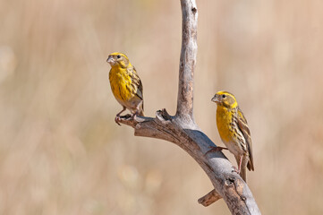 Male European Serin (Serinus serinus) standing on a branch.