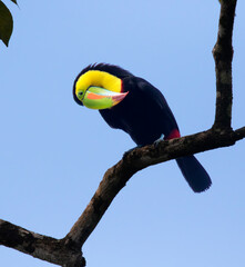 Keel-billed Toucan (Ramphastos sulfuratus) at La Laguna del Lagarto Lodge, Boca Tapada, San Carlos, Costa Rica