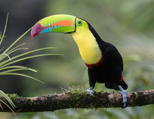 Keel-billed Toucan (Ramphastos sulfuratus) at La Laguna del Lagarto Lodge, Boca Tapada, San Carlos, Costa Rica