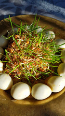 Sol eggs from quails on wheatgrass sprouts