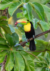 Fototapeta premium Keel-billed Toucan (Ramphastos sulfuratus) at La Laguna del Lagarto Lodge, Boca Tapada, San Carlos, Costa Rica