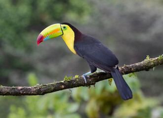 Keel-billed Toucan (Ramphastos sulfuratus) at La Laguna del Lagarto Lodge, Boca Tapada, San Carlos, Costa Rica