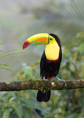 Keel-billed Toucan (Ramphastos sulfuratus) at La Laguna del Lagarto Lodge, Boca Tapada, San Carlos, Costa Rica