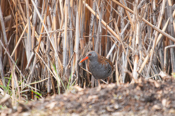 Water Rail (Rallus aquaticus) among the reeds.