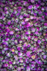 Close-up of purple  rose buds with gorgeous texture and fine details