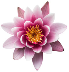 Top down view of a pink lotus blossom isolated on a white background