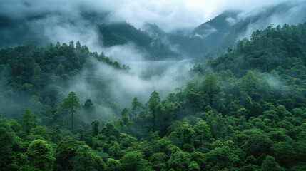 Tropical rainforest, Stunning view african Rainforest with sunrise mist and fog rays in the morning.