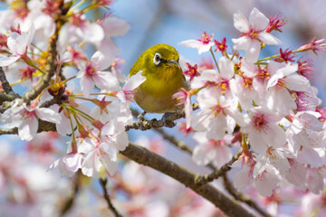 花が咲いた桜の木にとまる野鳥、メジロ