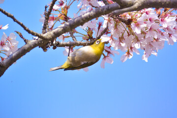花が咲いた桜の木にとまる野鳥、メジロ