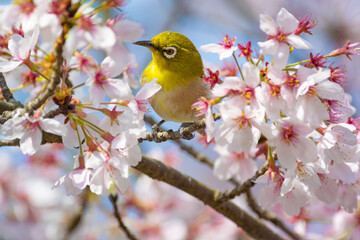 花が咲いた桜の木にとまる野鳥、メジロ