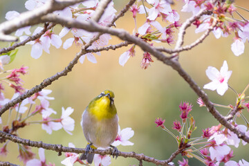 花が咲いた桜の木にとまる野鳥、メジロ