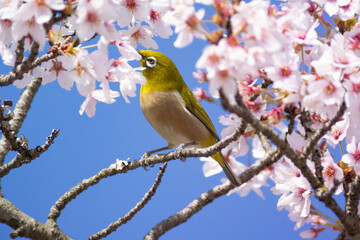 花が咲いた桜の木にとまる野鳥、メジロ