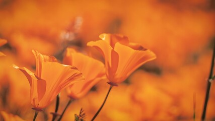 Poppy Field in California, during the Super Bloom in Spring 2023