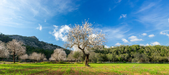 Springtime Splendor in the Orchard