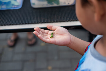 A boy's hand holding green caterpillar as part of school's science project. Selective focus.