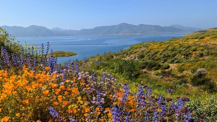 Wildflowers in the mountains © Loc