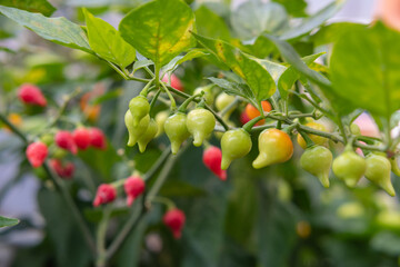 Close up view of chupetinho chili (family of Capsicum Chinense) that has tear-drop shape. Originated from Brazil.