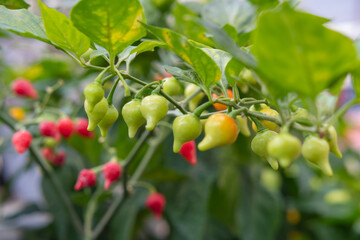 Close up view of chupetinho chili (family of Capsicum Chinense) that has tear-drop shape. Originated from Brazil.