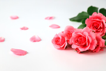 Beautiful red rose flowers on white background, bouquet, isolated. Blooming romantic pink roses - symbol of love and celebration. Happy Valentine day, women day © rospoint