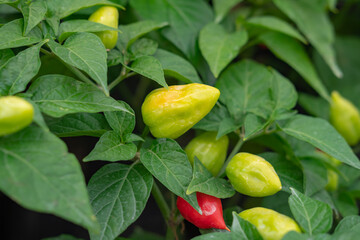 Close up view of unripe Carolina Reaper, the world's hottest chili, growing in a tree. Selective focus