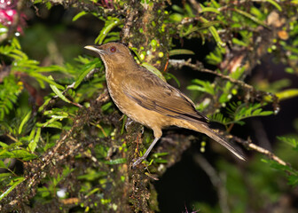 Clay-colored Thrush (Clay-colored Thrush Turdus grayi) at Laguna Del Lagarto, Costa Rica