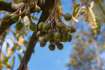 Lots of Durian, king of fruits, buds growing on a tree.