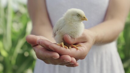 Teenager girl plays with white chick. Little Chicken in hands of young girl closeup. Young girl on...