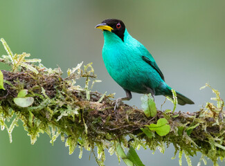 Green honeycreeper (Chlorophanes spiza) male, Laguna del Lagarto Eco Lodge, Boca Tapada, Alajuela, Costa Rica